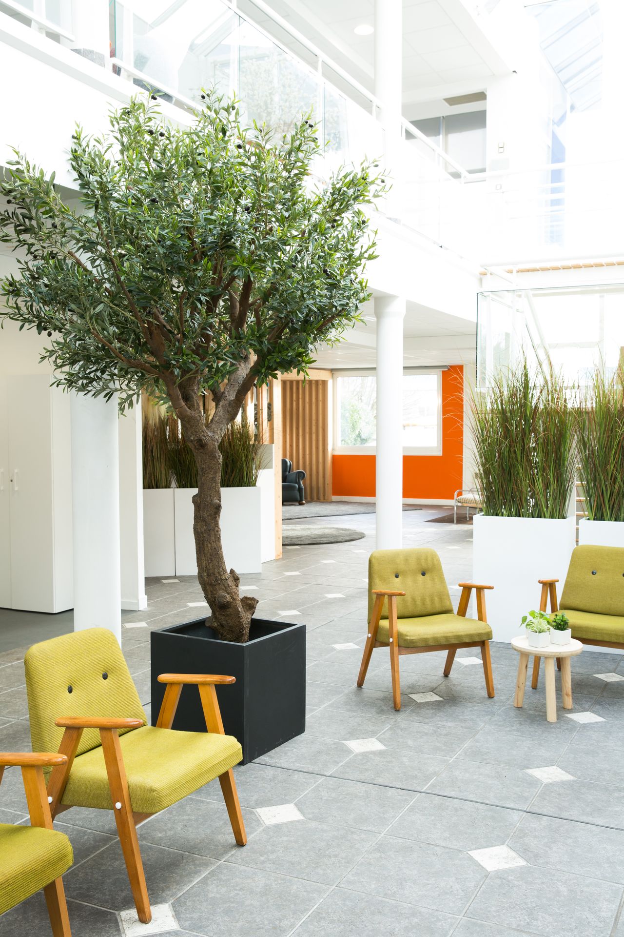 Aménagement d'un espace d'attente avec du mobilier design et un olivier semi-naturel de Tanaman