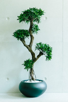 podocarpus ambiance zen