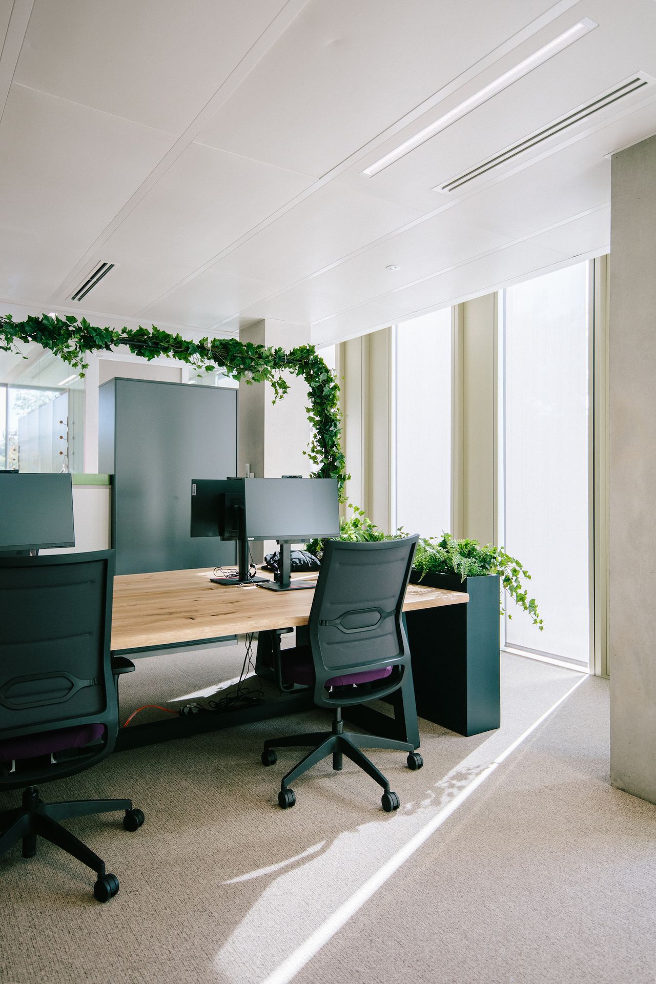 Décoration végétale dans les bureaux de Veolia