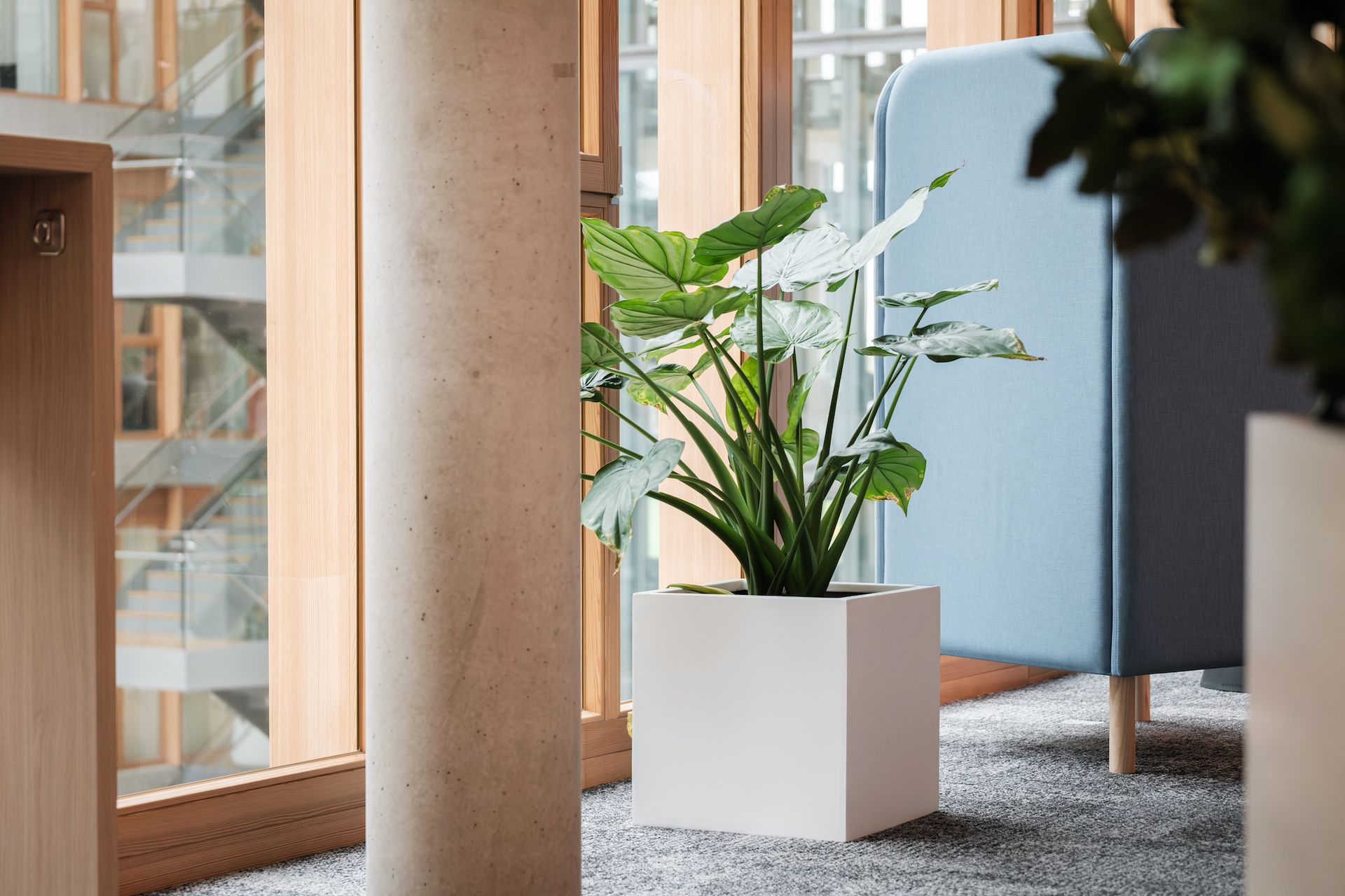 Plante naturelle en pot dans un bureau professionnel