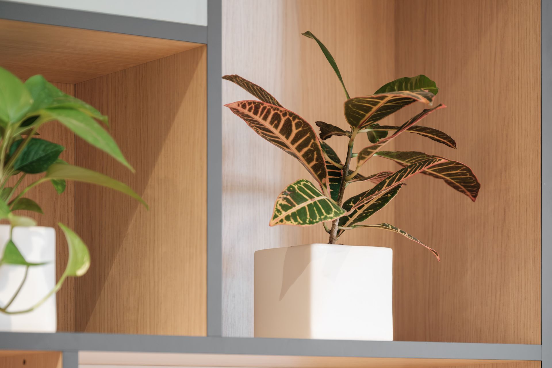 Petite plante en pot naturelle pour habiller un open space