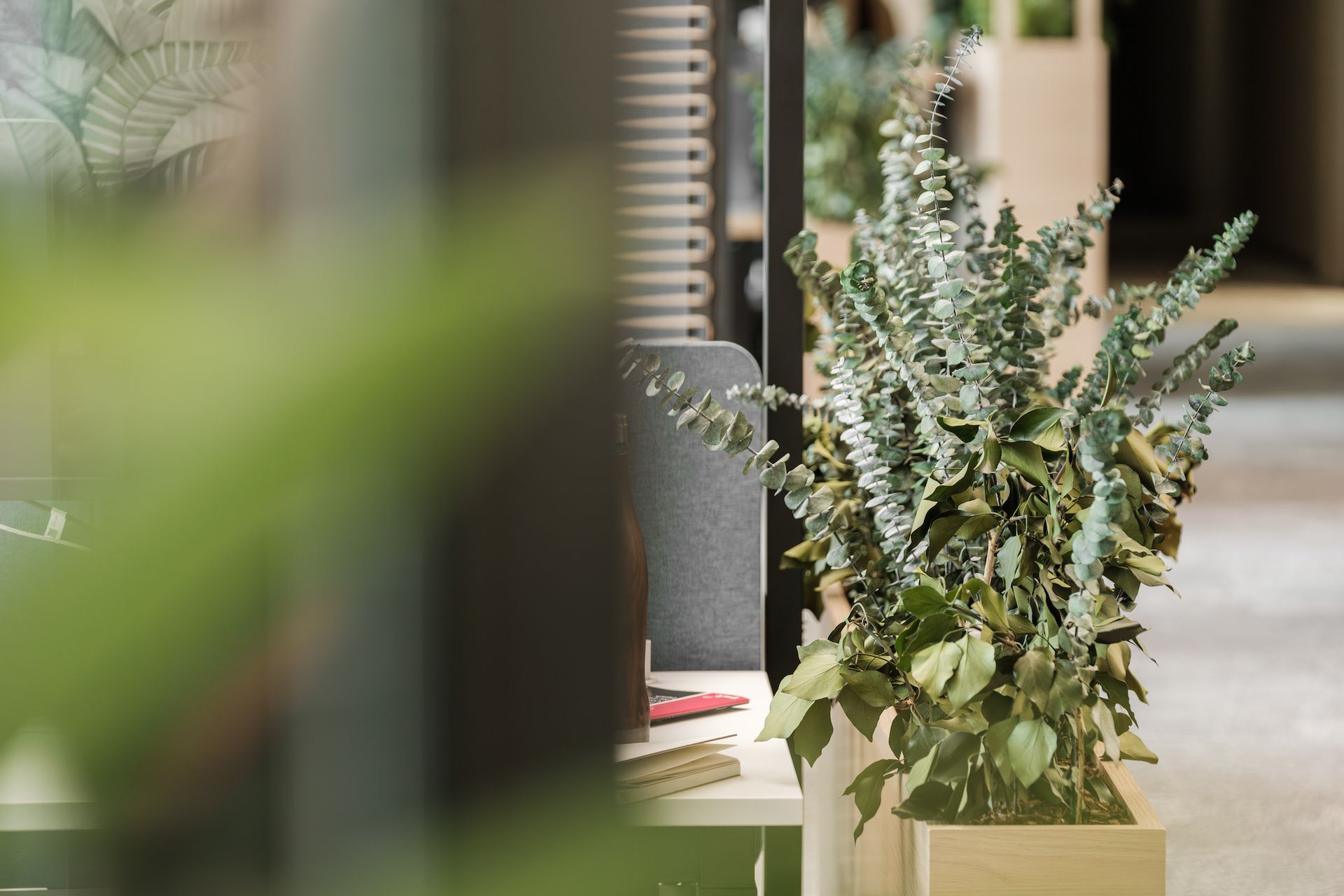 Jardinière de plantes stabilisées placée dans un open space