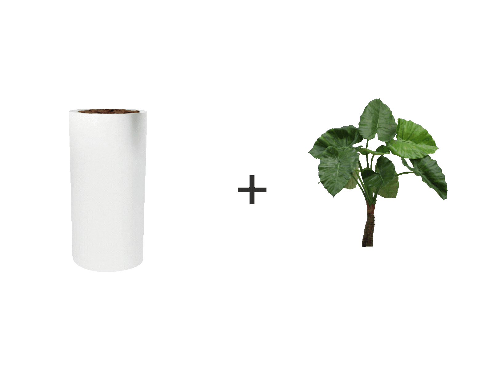 Personnalisez votre plante et votre pot pour aller parfaitement dans vos projets