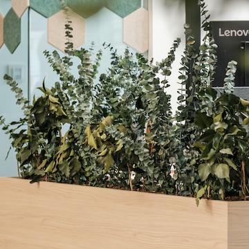 Jardiniere-eucalyptus-stabilise-en-open-space