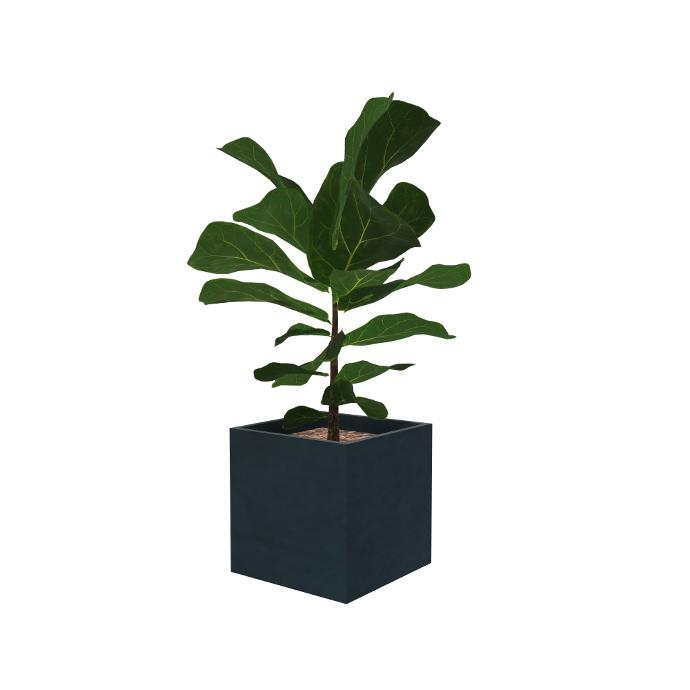 Lyrata-dans-cube-noir-en-3D
