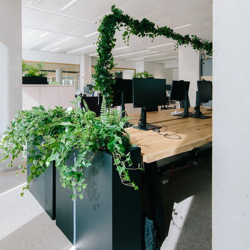 Separateur-vegetal-dans-un-open-space