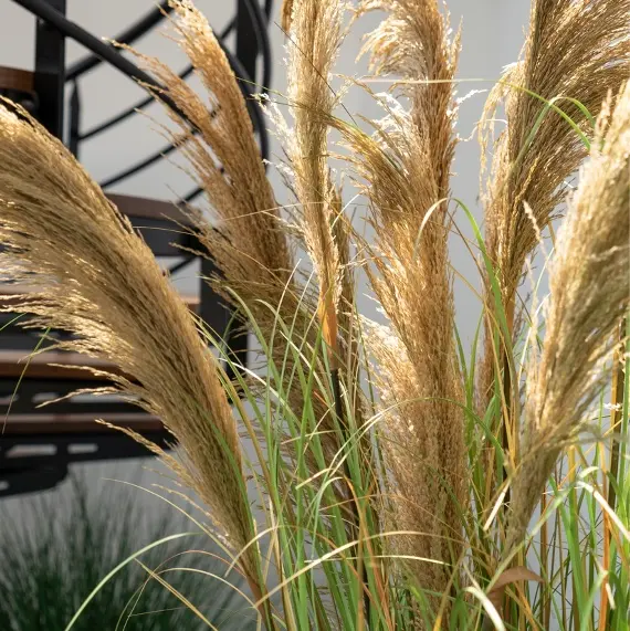 Grande Pampa carré.webp