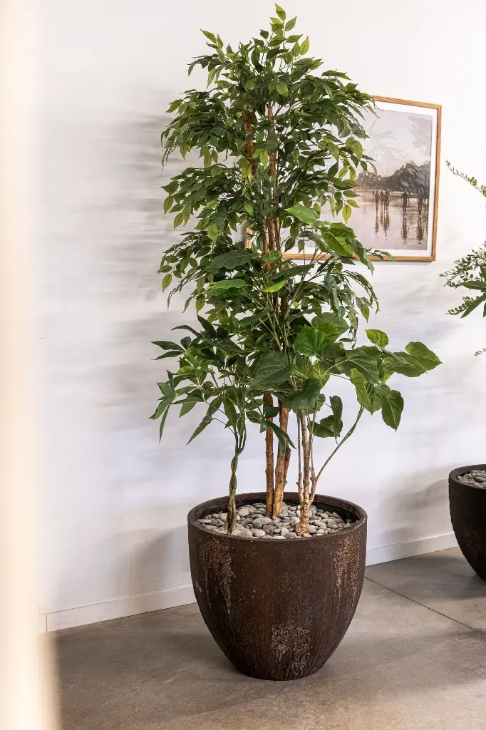 DSCF6654 (1).webp