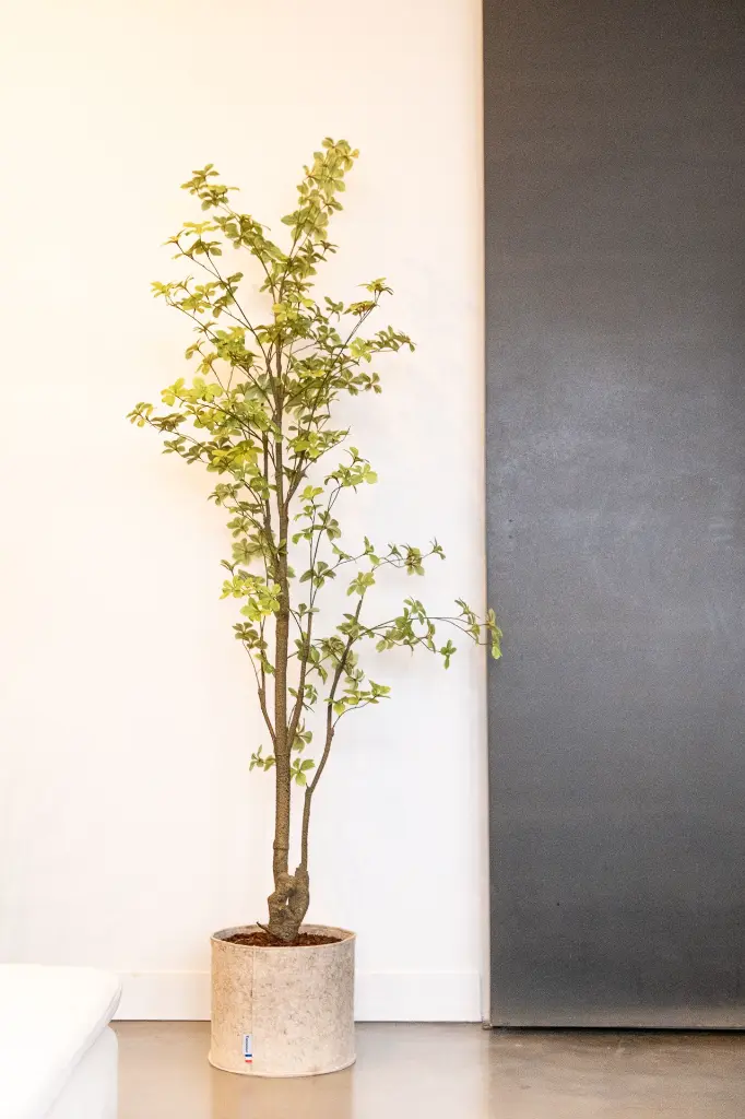 DSCF2380.webp