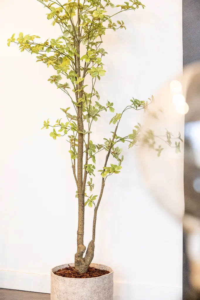 DSCF2385.webp