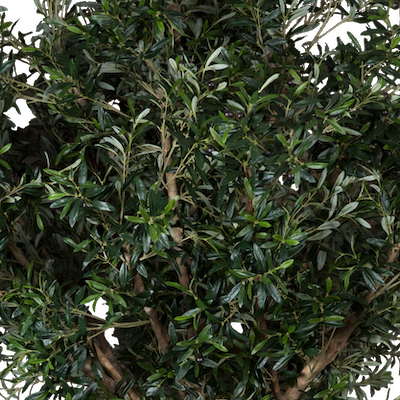 Zoom sur le feuillage de L'olivier 230 cm #Semi-naturel