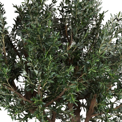 Zoom sur le feuillage de L'olivier 270 cm #Semi-naturel