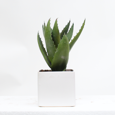 Zoom pot CE7 aloe