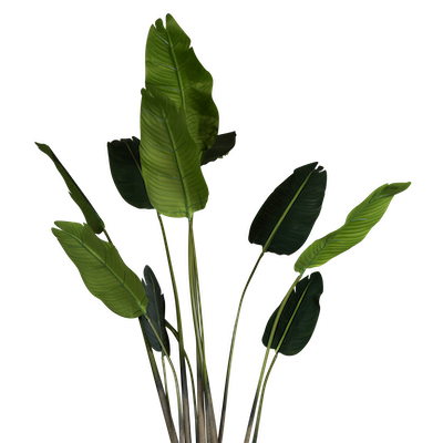 Zoom sur les feuilles Bananier 200 cm - Cube Blanc #Artificiel