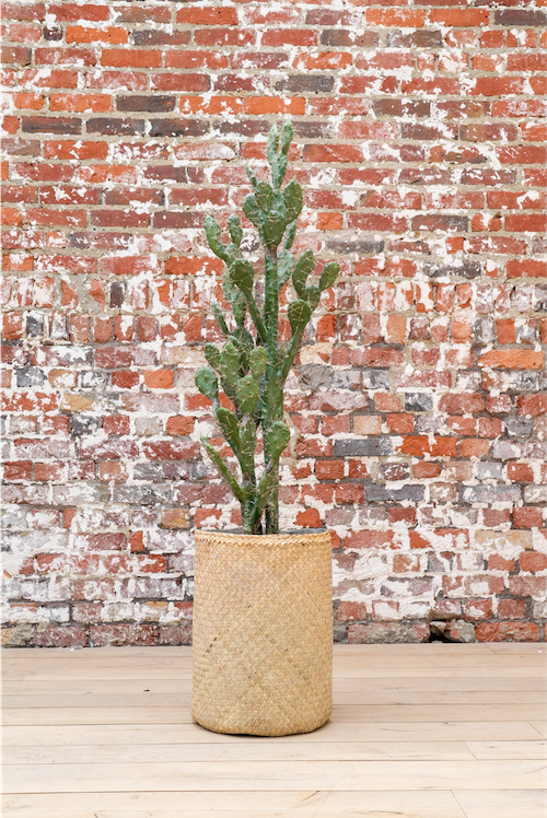 Le Cactus 150 cm - Cube Blanc #Artificiel