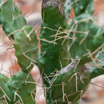 Zoom feuillage Cactus 150 cm - Cube Noir #Artificiel