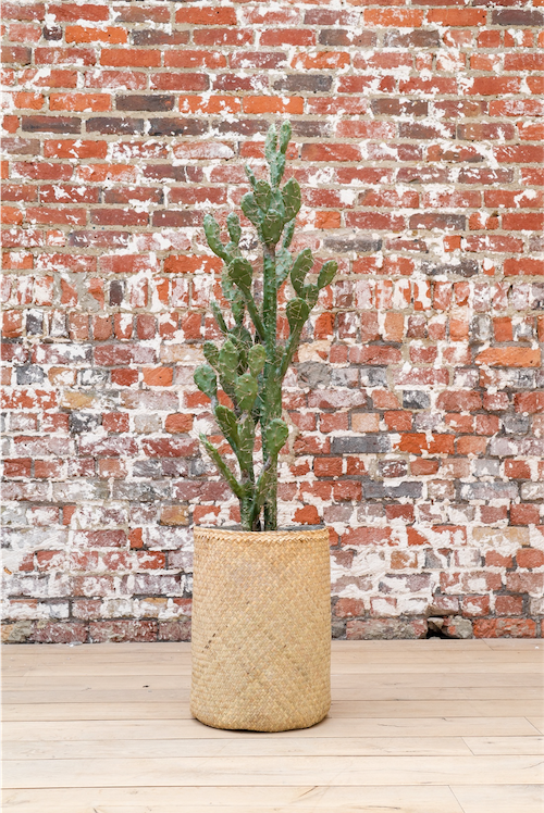 Le Cactus 155 cm - Pot Tressé #Artificiel