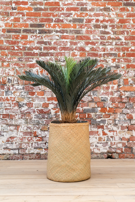 Le Cycas 115 cm - Cube Blanc #Artificiel