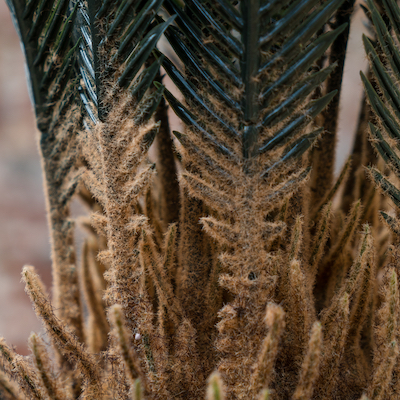 Le Cycas 145 cm - Pot Marron #Artificiel