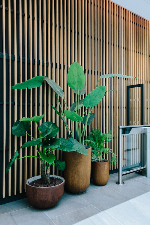 Le Grand Alocasia 130 cm - Cube Blanc #Artificiel