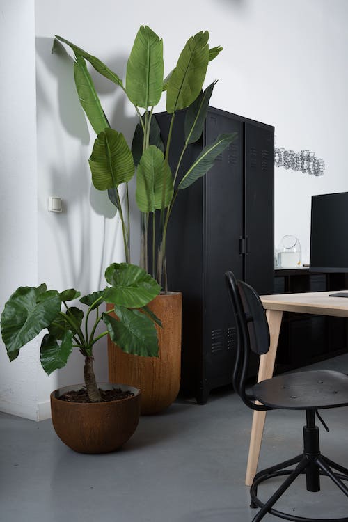 Le Petit Alocasia 90 cm - Pot Marron #Artificiel