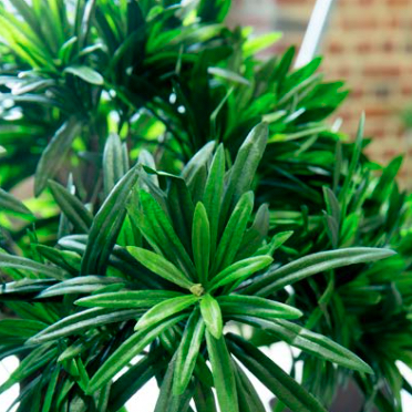 Zoom Podocarpus 150 cm - Pot Blanc #Artificiel
