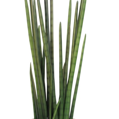 Zoom Sansevieria 105 cm - Cube Blanc #Artificiel