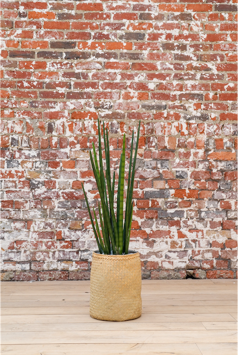 Le Sansevieria 105 cm - Cube Blanc #Artificiel