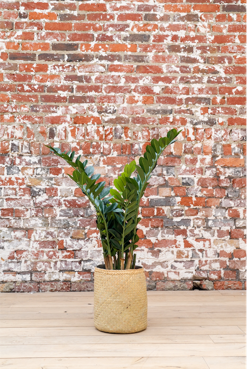 Le Zamia 115 cm - Cube Blanc #Artificiel