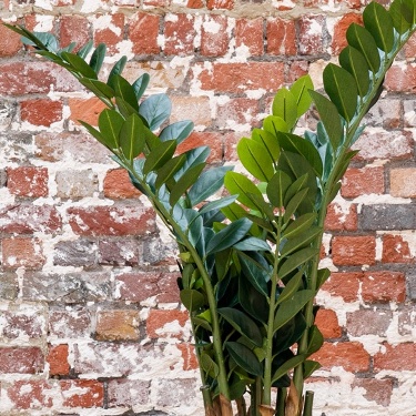 Zoom Zamia 115 cm - Cube Noir #Artificiel