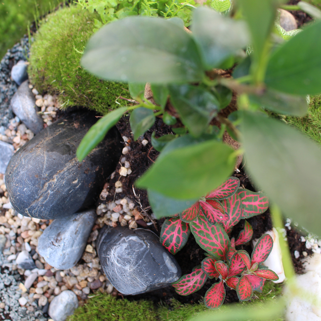 Grand Terrarium #Naturel