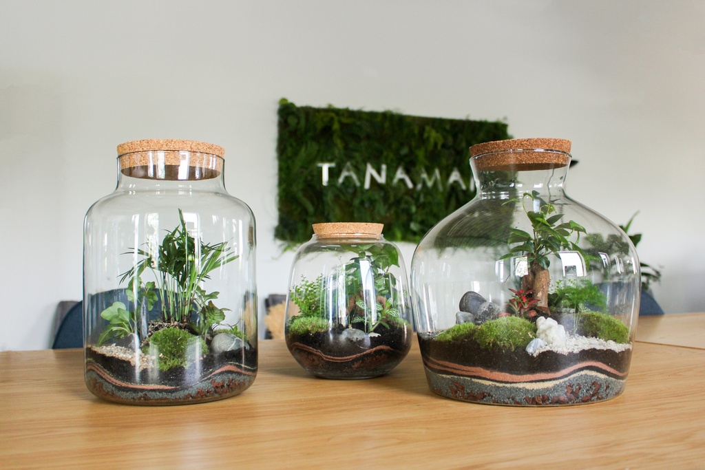 Grand Terrarium #Naturel