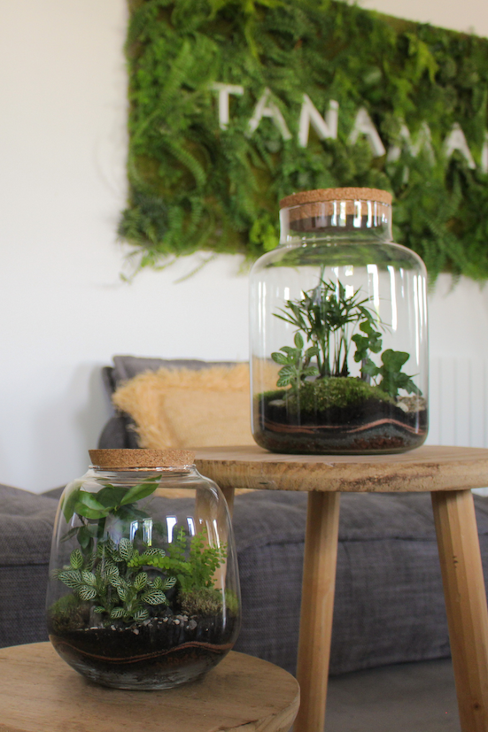 Moyen Terrarium #Naturel