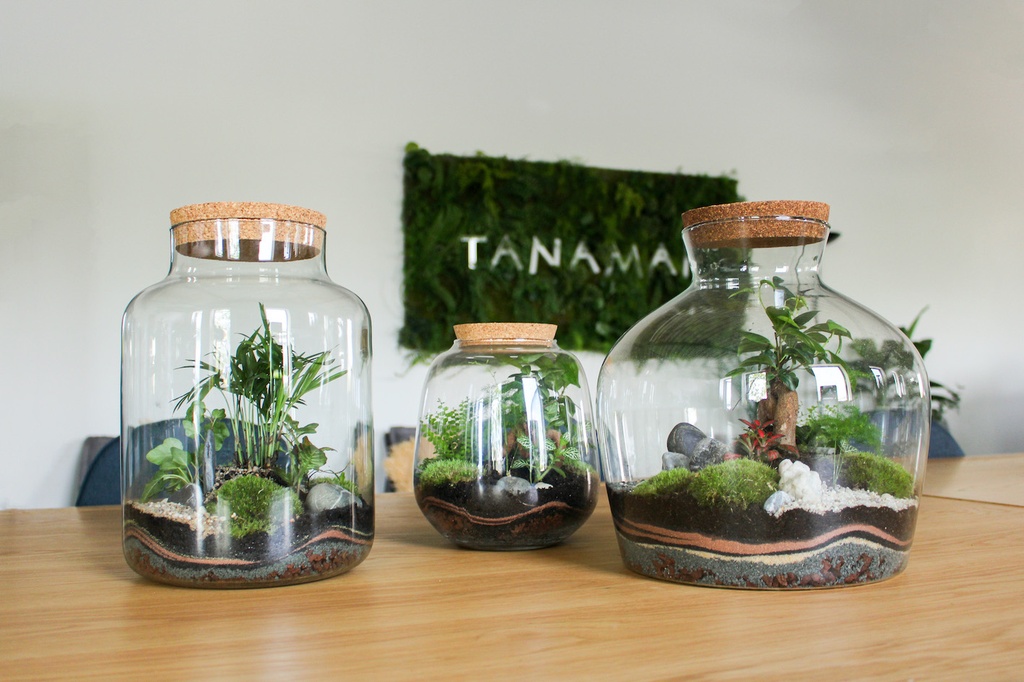 Moyen Terrarium #Naturel