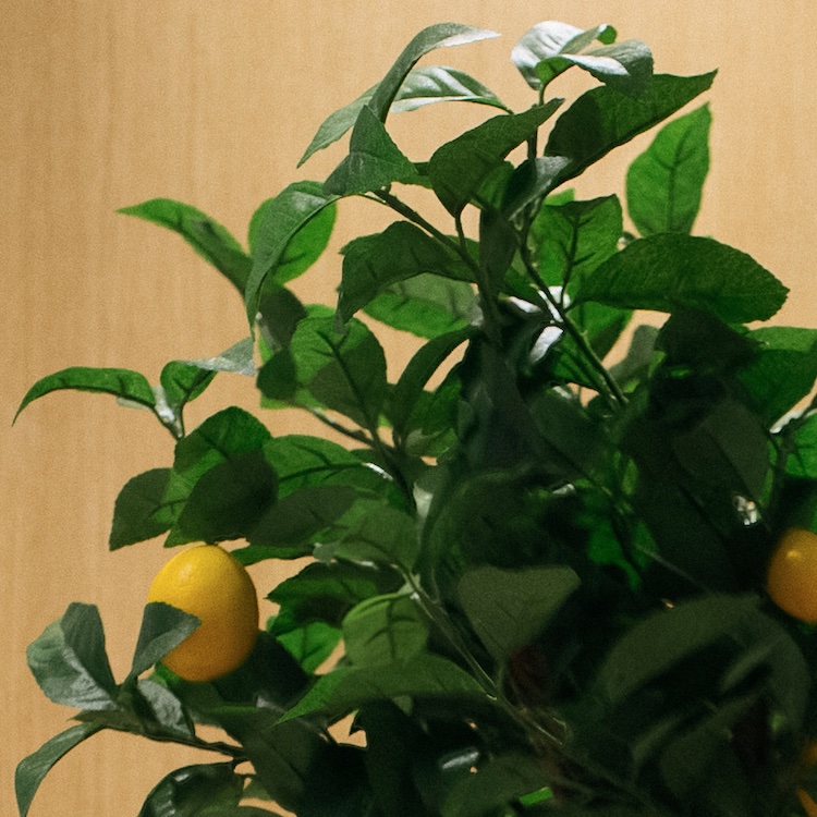 Le Citronnier - Pot Terracotta #Artificiel
