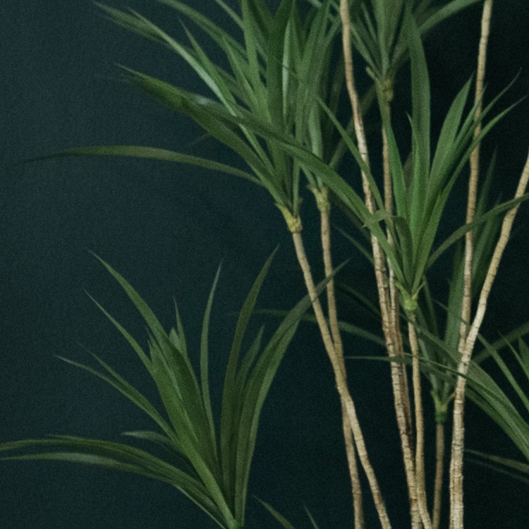 Le Dracena - Pot Terracotta #Artificiel