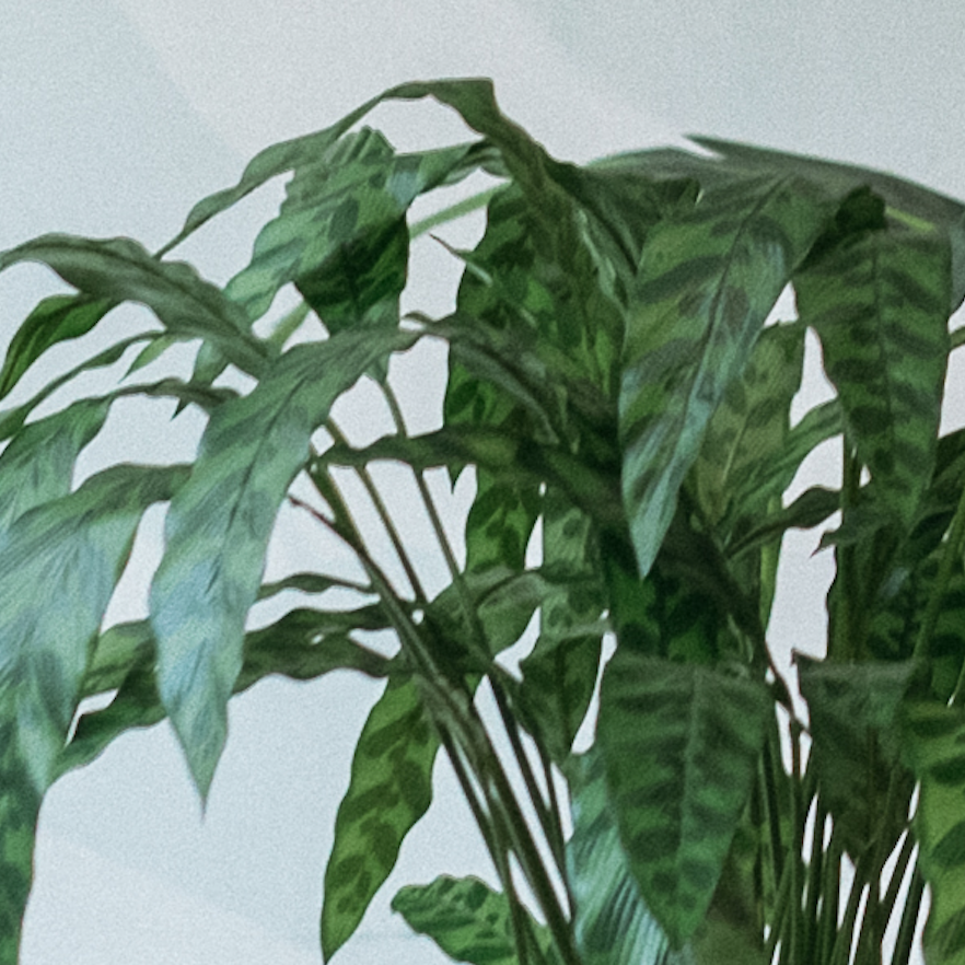 La Calathea - Pot Sable #Artificiel