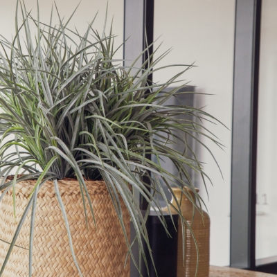 La Graminée Bush - Pot Tressé #Artificiel