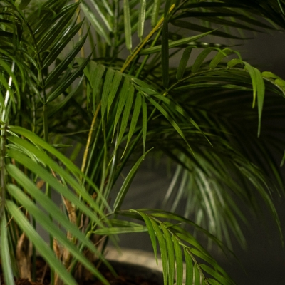 Le Palm - Cube Haut Noir #Artificiel