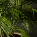 Le Palm - Cube Haut Noir #Artificiel