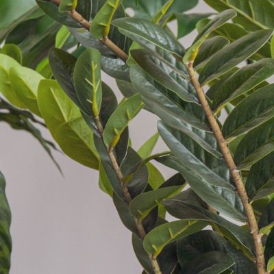 Le Zamia - Pot Rond Blanc #Artificiel