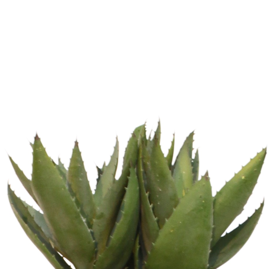 L'Aloé - Pot Terracotta #Artificiel