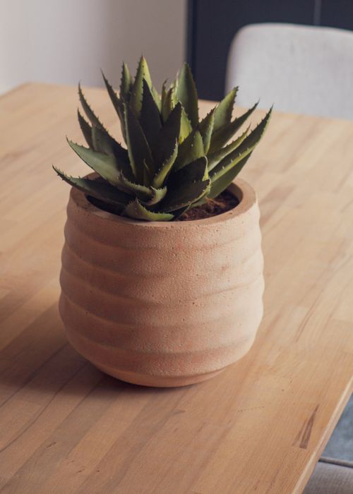 L'Aloé - Pot Terracotta #Artificiel
