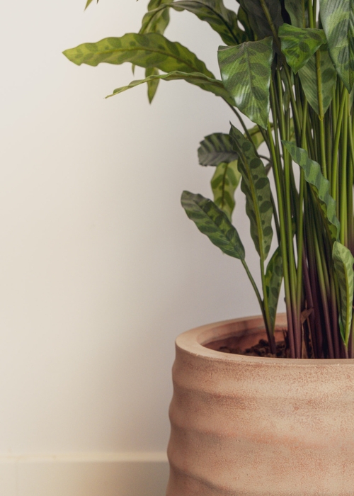 Le Calathea - Pot Terracotta #Artificiel
