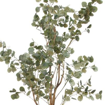 Zoom feuillage eucalyptus
