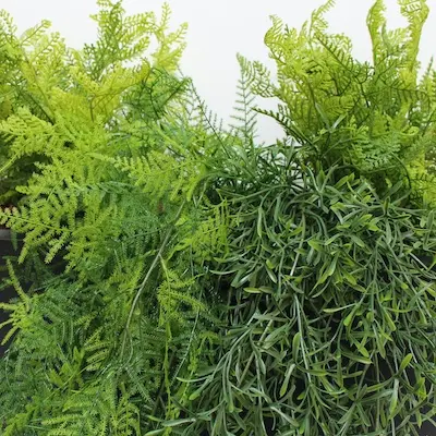 Zoom Quito tropical 16.50.06.webp