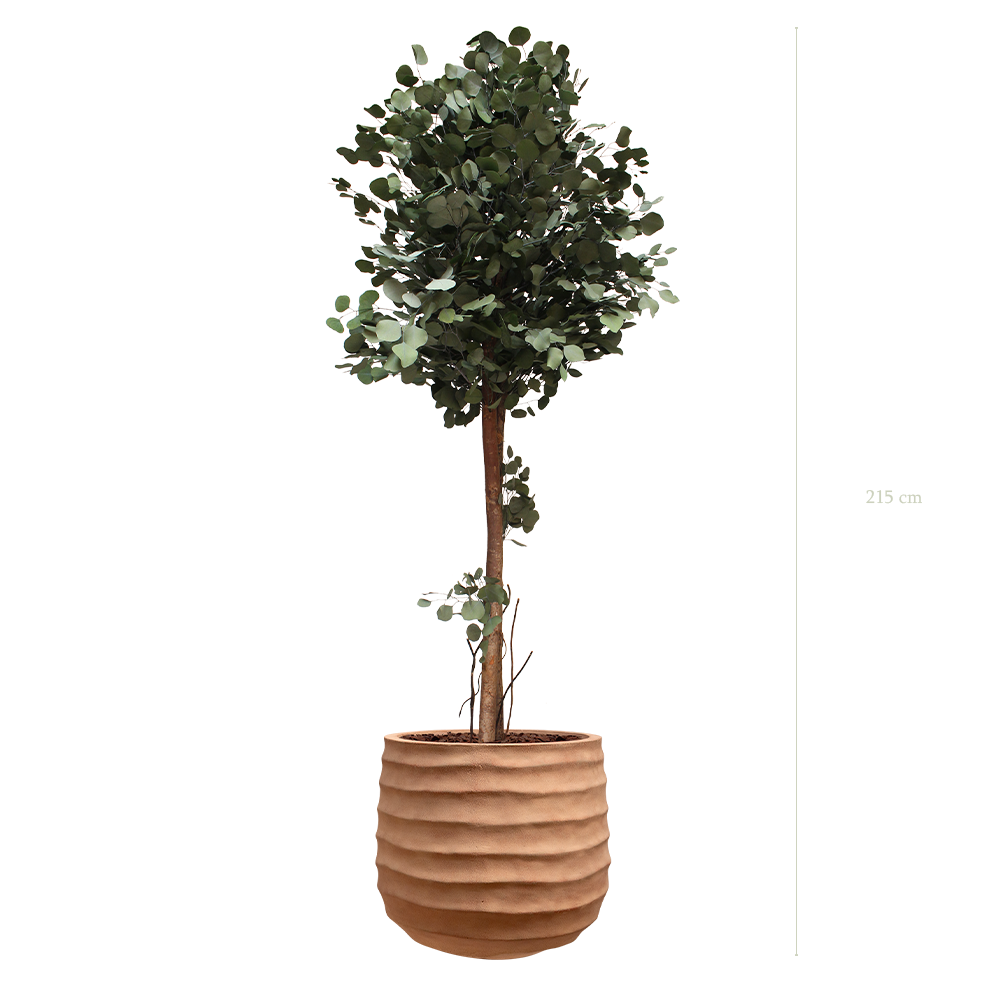 The tall Populus in a terracotta pot #Stabilized