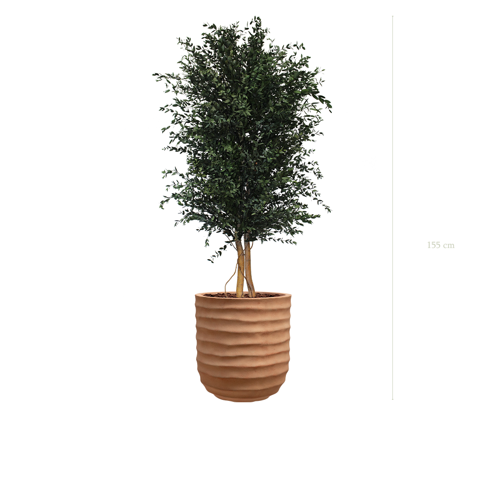 der Parvifolia -Terracotta Topf #stabilisiert