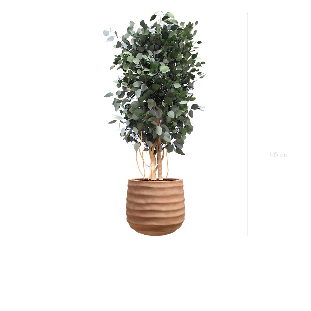 The Populus in a terracotta pot #Stabilized