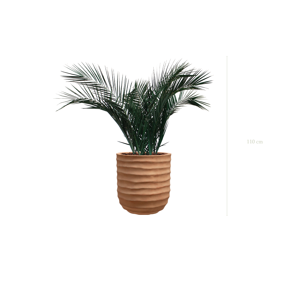 Le Palm - Pot Terracotta #Stabilisé